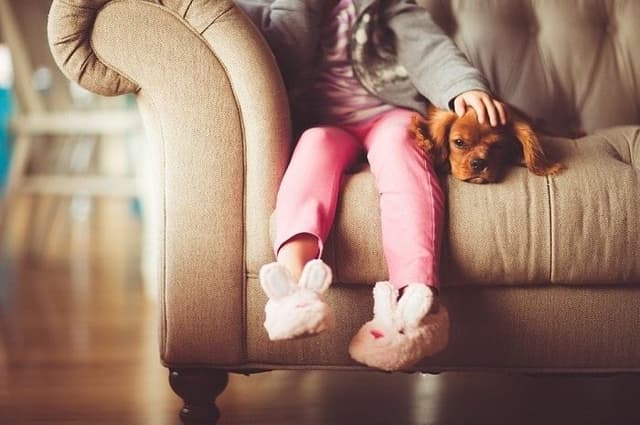 Should Your Short Term Property Let Accept Pets?